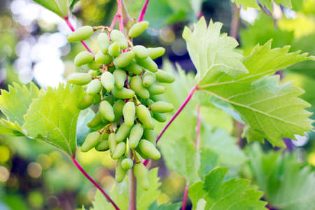sheet grape and green fruit on the branch plantの写真素材