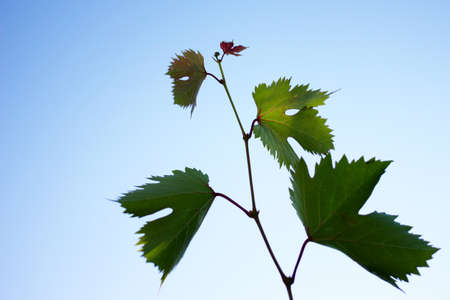 sheet grape on background skyの写真素材