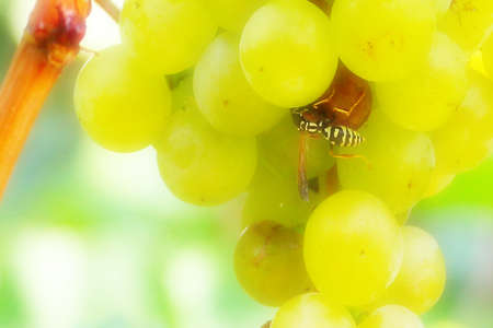 scene ripe grape as element health feedingの写真素材