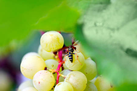 scene ripe grape as element health feedingの写真素材