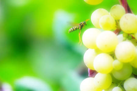 scene ripe grape as element health feedingの写真素材