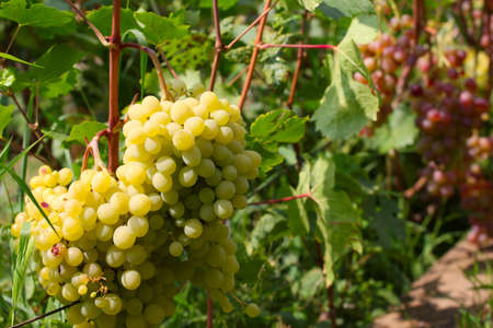 scene ripe grape as element health feeding