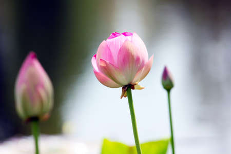Beautiful flowerses Nelumbo nucifera on the water surfaceの写真素材