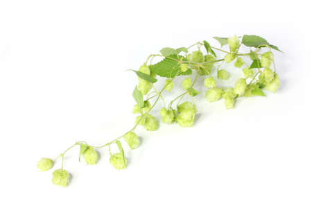 climbing plant Humulus
