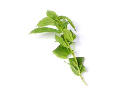 sheet and stem plant spearmint