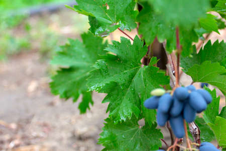 beautiful ripe juicy grape as symbol of the harvestの写真素材