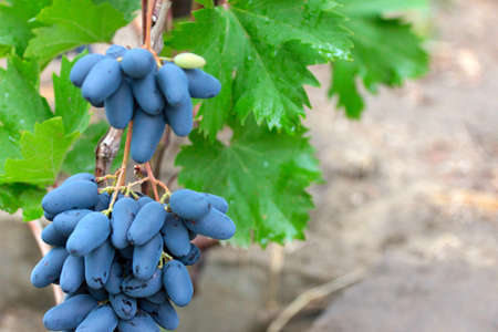 beautiful ripe juicy grape as symbol of the harvestの写真素材