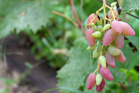 beautiful ripe juicy grape as symbol of the harvest