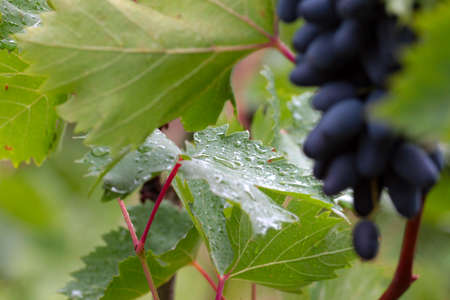 beautiful ripe juicy grape as symbol of the harvestの写真素材