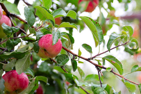 beautiful ripe apple on tree as symbol harvest