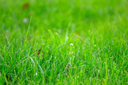 juicy fresh sprout green herb as base lawn