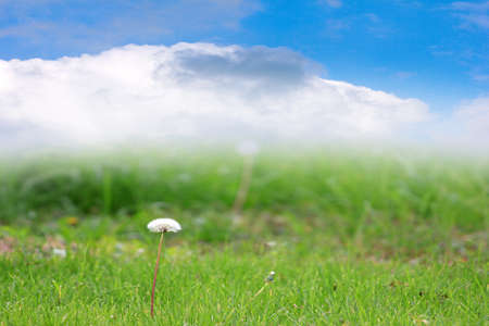 beautiful solar landscape with herb on meadow and sky