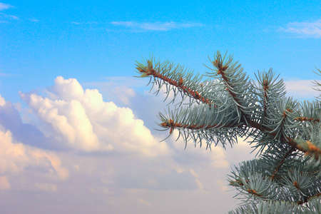 sunshine pine branch as part spruce woodの写真素材