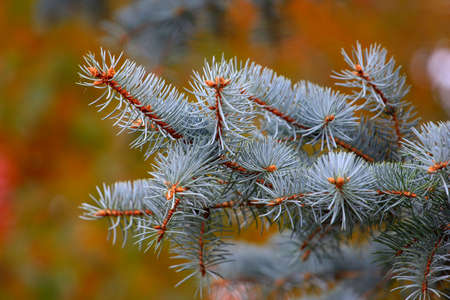 sunshine pine branch as part spruce woodの写真素材