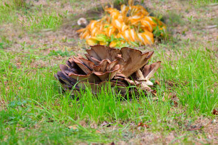 Pleurotus in the wood as healthy meal