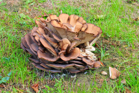 mushroom in the wood as healthy mealの写真素材
