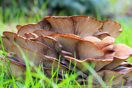 mushroom Pleurotusの写真素材