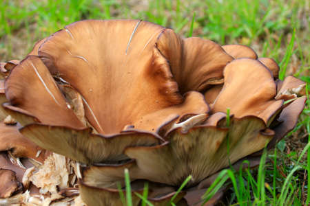mushroom Pleurotus in the wood