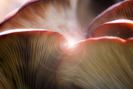 mushroom in the wood as healthy mealの写真素材