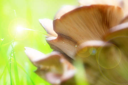 mushroom Pleurotus in the woodの写真素材