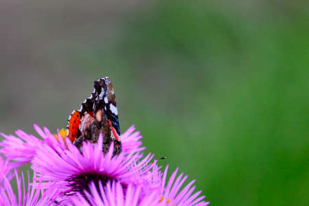 beautiful flower as decoration garden area