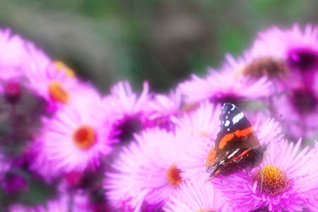 beautiful flower as decoration garden areaの写真素材