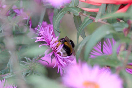 flower as decoration garden area