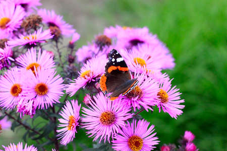 beautiful flower as decoration garden areaの写真素材