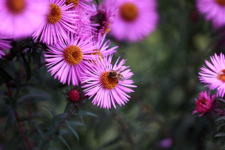 beautiful flower as decoration garden area