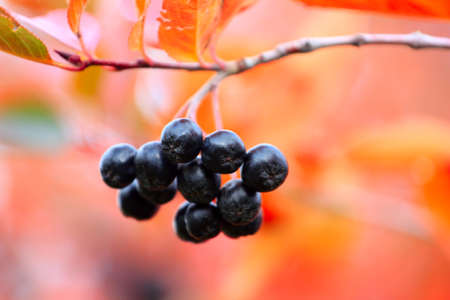 scene fruits ripe rowanberry on branch shrubbery