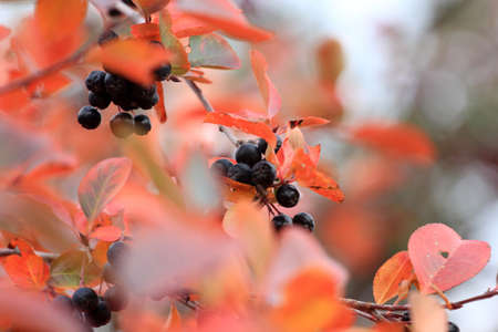 scene fruits ripe rowanberry on branch shrubberyの写真素材