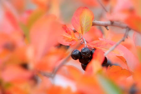 scene fruits ripe rowanberry on branch shrubbery
