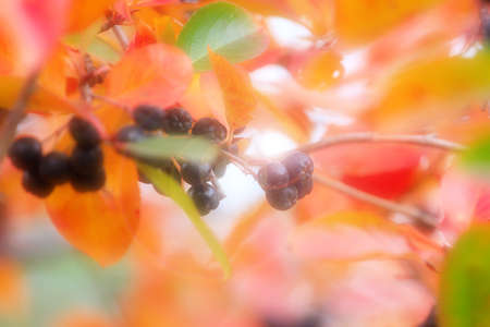 scene fruits ripe rowanberry on branch shrubberyの写真素材