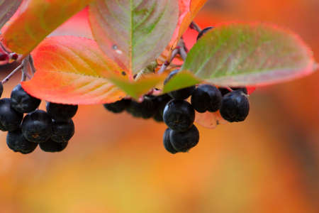 scene fruits ripe rowanberry on branch shrubberyの写真素材