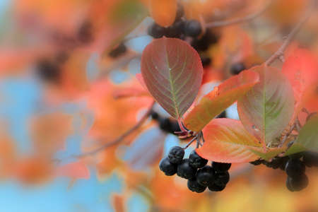 scene fruits ripe rowanberry on branch shrubberyの写真素材