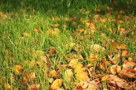 autumn sheet on land as illustration season yearの写真素材