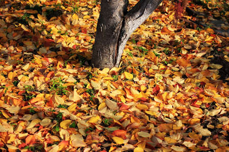 autumn sheet on land as illustration season yearの写真素材