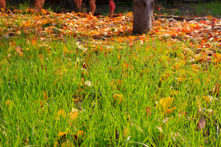 autumn sheet on land as illustration season yearの写真素材