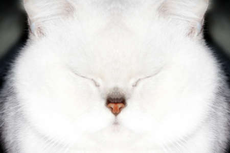 abstract scene with British shorthair catの写真素材