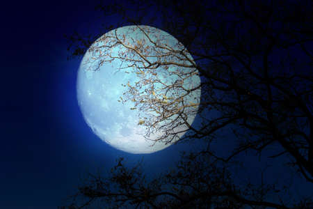 abstract landscape with old dry tree and dark night skyの写真素材