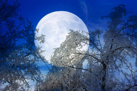 landscape with old dry tree and dark night skyの写真素材