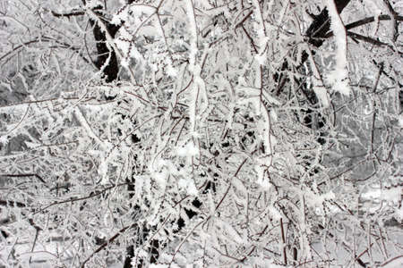 snow and ice on a branch tree in the winter forest