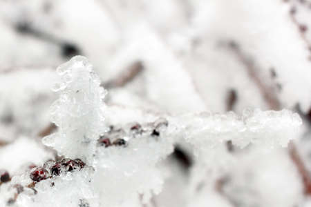 snow and ice on a branch tree in the winter forest