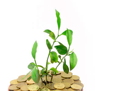 tender little green sprout and metallic coin roubleの写真素材