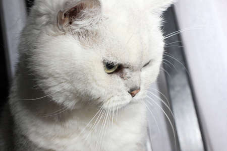 scene with view of British shorthair catの写真素材