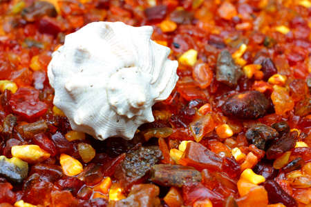 pieces of raw amber and sea seashellの写真素材