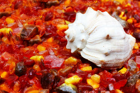 pieces of raw amber and sea seashellの写真素材