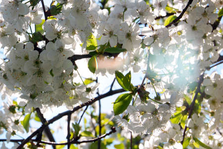 beautiful white flowers tree cherry as illustration spring