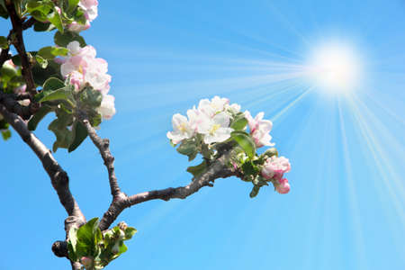 flowers tree cherry as illustration springの写真素材