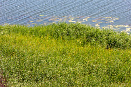 juicy summer grass on a beautiful green meadow